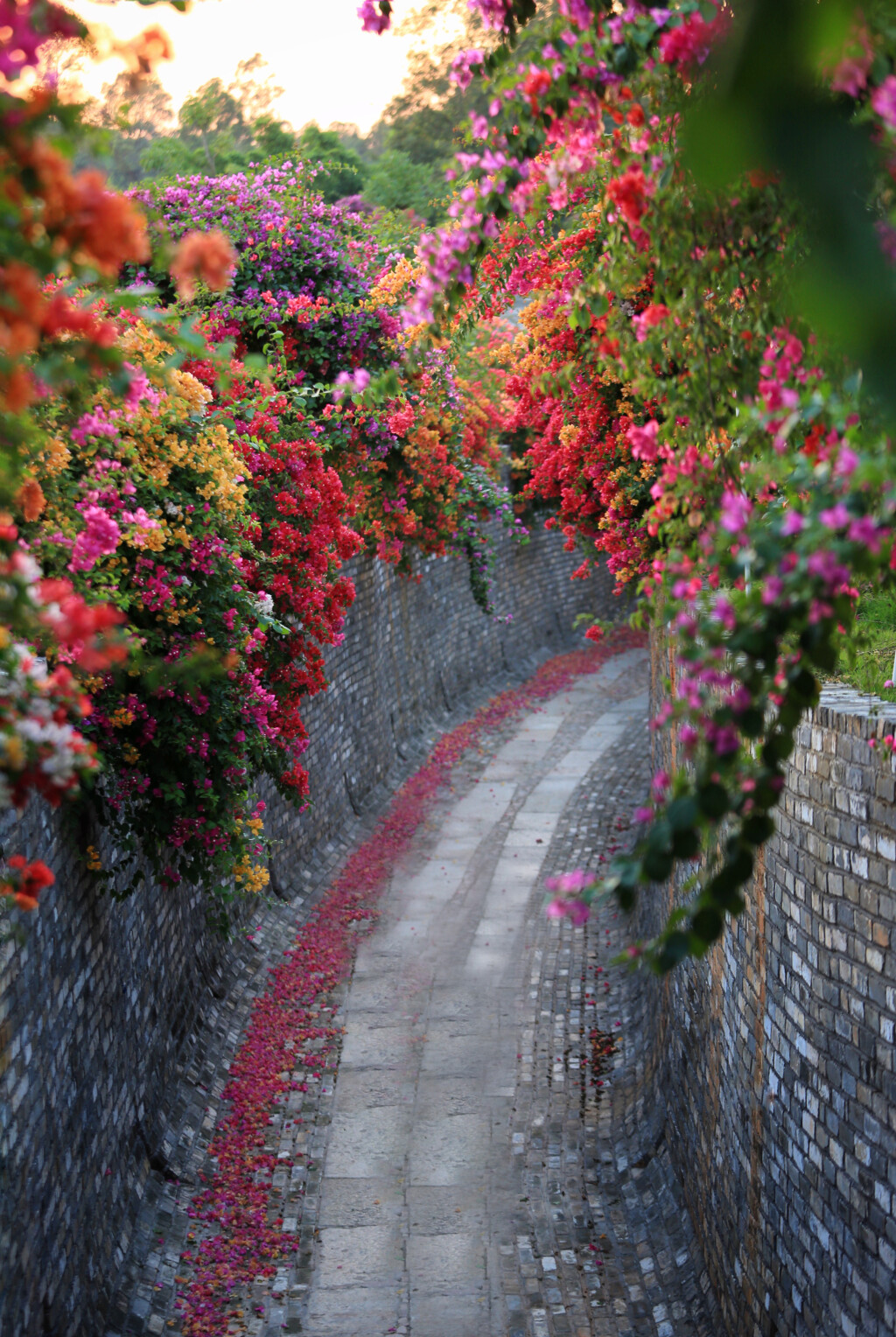 马岭观花植物园三角梅观花径(通讯员供图)