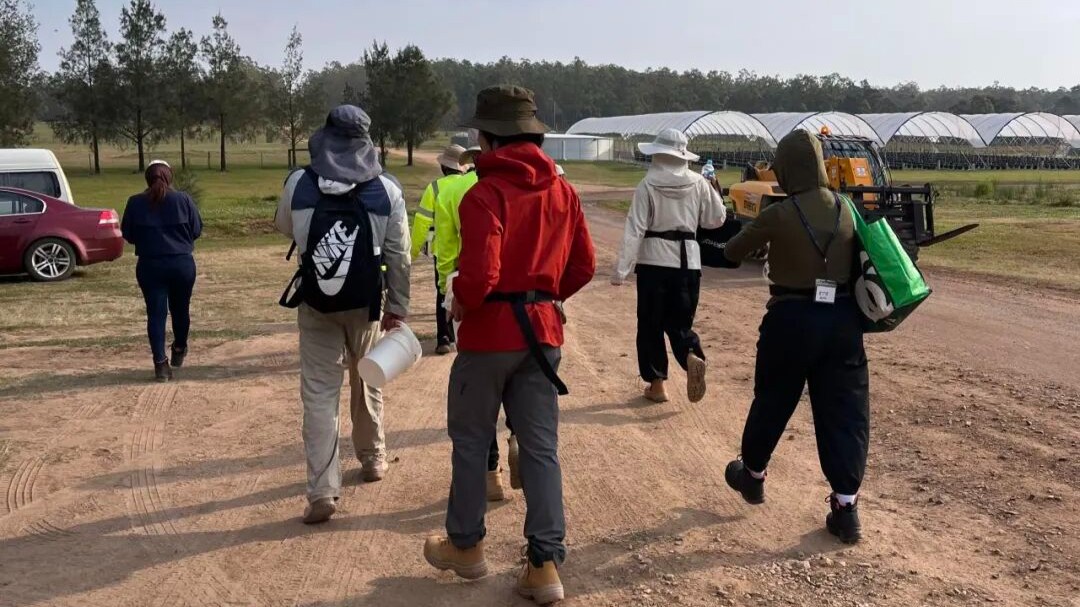 “攒下一笔钱”：一天2000元，中国背包客澳洲打零工