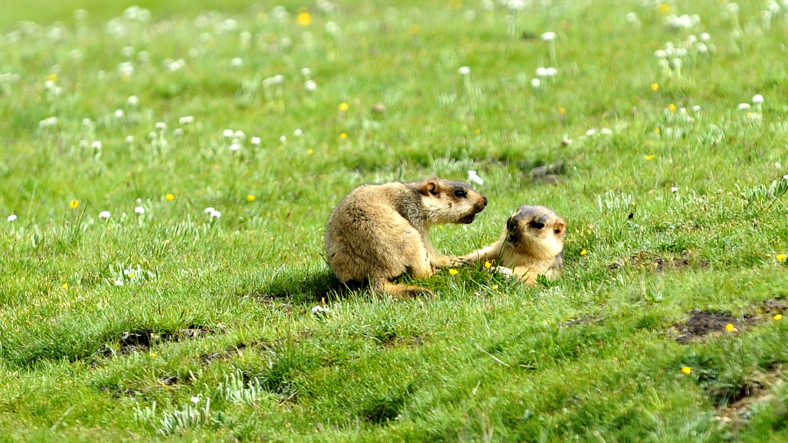 Beware of this disease if you’ve been to the grasslands